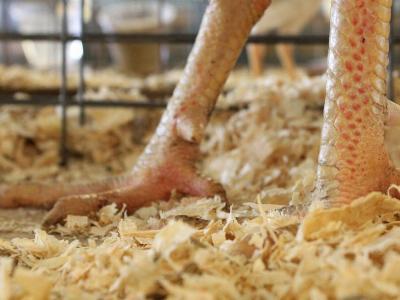 How excess protein robs broiler profitability