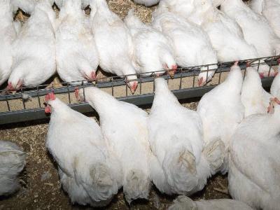 What influences feed intake in broilers, breeders?