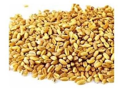 Feeding pigs, poultry diets rich in barley