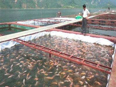 Nuôi cá lồng trên hồ thủy điện Sơn La ngày một nhiều
