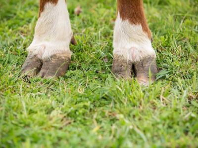 Diseases of Cattle: Foot-and-Mouth