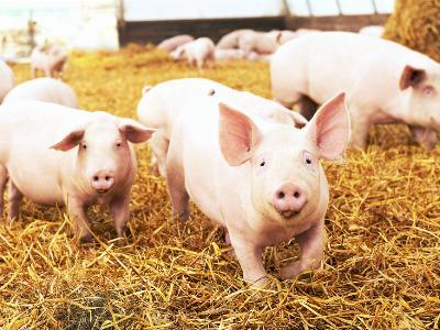 Smithfield acquires pork facilities and farms from Hormel