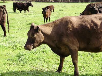 Diseases of Cattle: Grass tetany