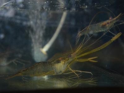 Determining safe levels of ammonia and nitrite for shrimp culture