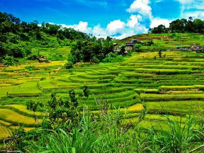 Philippines gets more peso per hectare from rice breeding