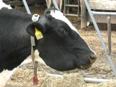 Diseases of Cattle: Lumpy Jaw