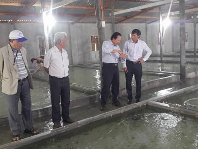 Nuôi ốc hương mùa mưa