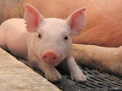 How the anti-inflammatory drugs given to sows affect the piglets