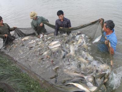 Cá rô phi Mỹ Latinh: “Bí kíp” chinh phục thị trường Mỹ