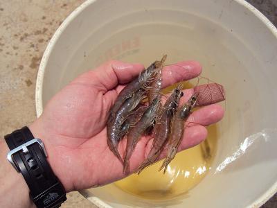 New management tools for EHP in penaeid shrimp