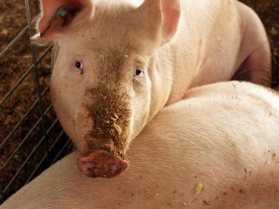 New African swine fever cases at Africa, Ukraine farms