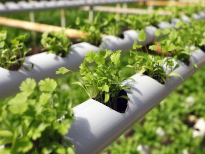 What type of crops are suitable for hydroponics