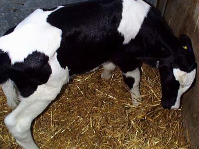 Diseases of Cattle: Listeriosis