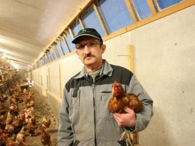 Layers with untreated beaks on a commercial farm