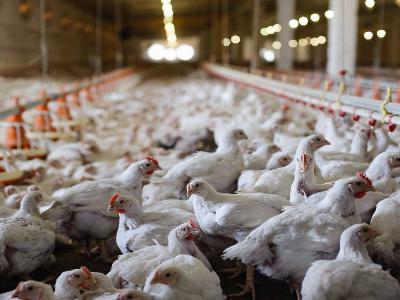 How phytase superdosing improves broiler feed conversion