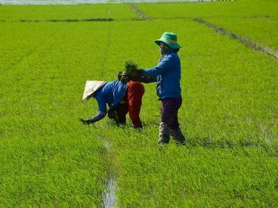 Một số biện pháp chăm sóc lúa Đông Xuân sau mưa lũ