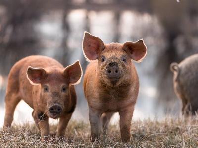 Smithfields new Ohio pig feed facilities to buy local grain