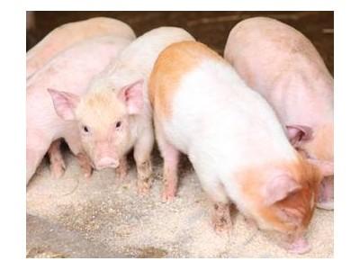 Predicting creep feed intake in piglets