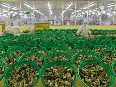 Xuất khẩu tôm năm 2017 tiếp tục tăng trưởng dương