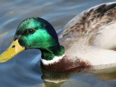 H5N2 avian influenza detected in duck in Montana