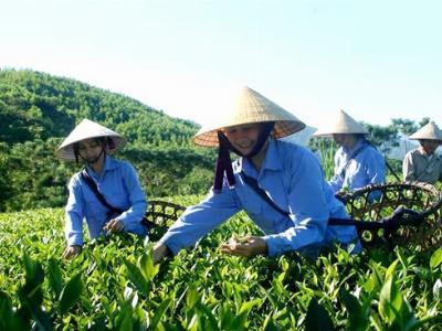 Chè VietGAP năng suất cao, tiết kiệm chi phí