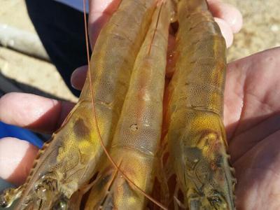 Seajoys ablation-free shrimp answers emerging welfare concern
