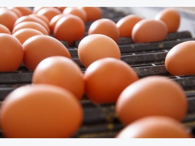 Whole eggs better for muscle building, repair than egg whites