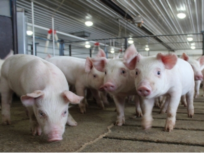 Do young pigs need more help digesting soy-based feeds?