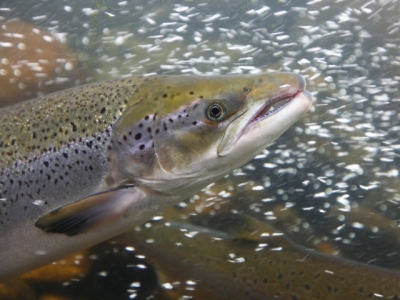 Farmed salmon are as fertile as wild salmon