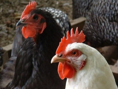 New chicken immune cell increases susceptibility to Mareks disease