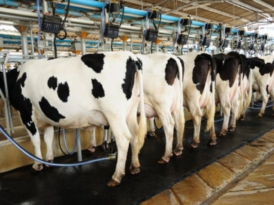 Feeding cows milk that may contain antibiotic residues - whats the risk?