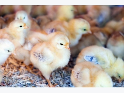 Will disinfectants inactivate avian influenza in chicken feed?