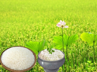 Giá lúa gạo tại Sóc Trăng ngày 08-01-2018
