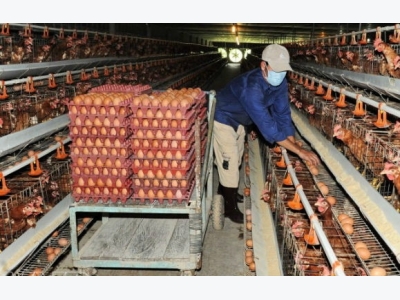Đầu tư trang thiết bị chuyên dụng nuôi gà siêu trứng đạt năng suất cao