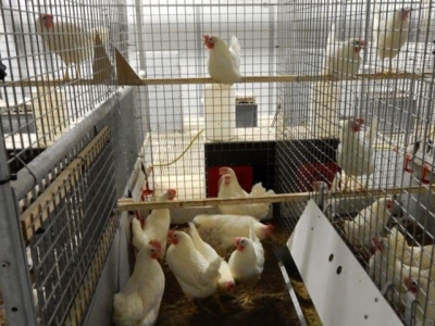 Stimulating feed intake should be the focus of pullet rearing: nutritionist