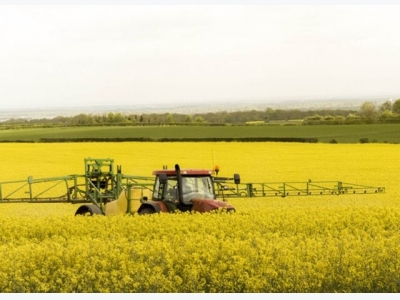 Are chickens at risk from erucic acid in rapeseed meal?