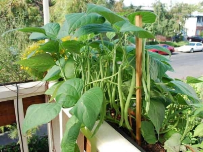 Kỹ thuật trồng đậu cô ve lùn trong thùng xốp đơn giản tại nhà