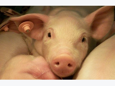 Amino acid may give piglets a boost