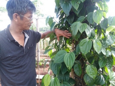 Gia Lai pepper farmers developing Sri Lanka plant