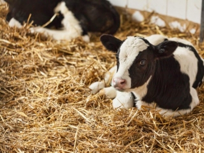 Barley and corn silage may offer performance boost to young calves