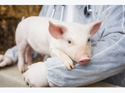 Antioxidants and yeast may have a role to play in lowering stress for pigs