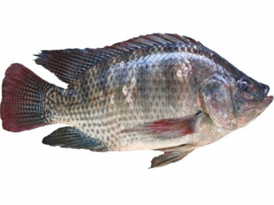 Low-cost enzymes may offer digestion boost to tilapia