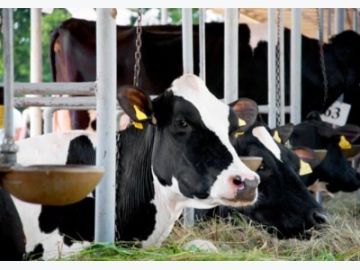 Rumen-protected folic acid may boost dairy cattle production, reproduction