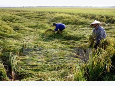 Agriculture sector acts to lure more investments