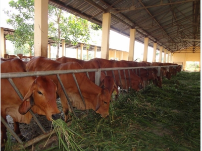 Tăng năng suất sản xuất thịt bằng kỹ thuật đặt vòng cho bò