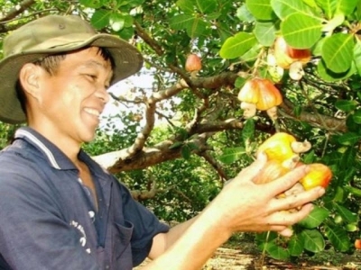 Cashew sector moves back for stepping beyond