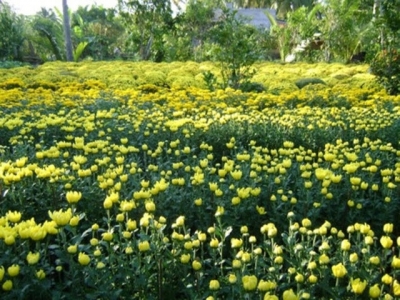 Mekong flower farmers prepare for Tet