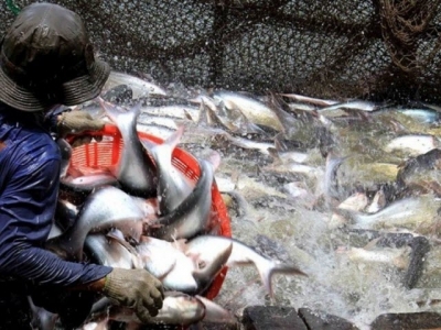 Việt Nam gains record in seafood export value in 2017