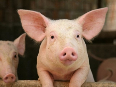 Weanling pigs may see digestion bump from additive zinc oxide nanoparticles