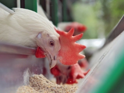 Tannic acid feed supplement may reduce footpad dermatitis in poultry